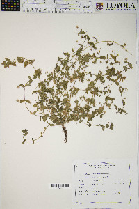 Lysimachia arvensis image