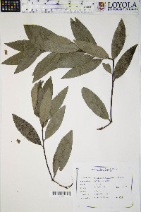 Umbellularia californica image