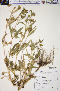 Bidens tripartita image