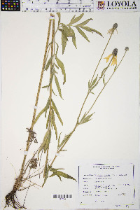 Ratibida pinnata image