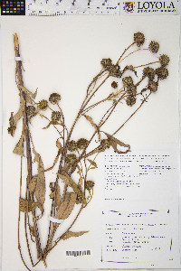 Helianthus grosseserratus image