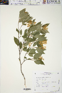 Cornus racemosa image