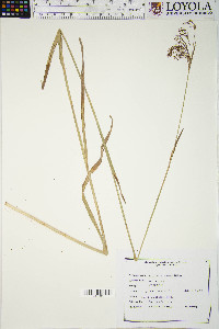 Scirpus pendulus image