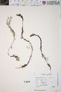 Myriophyllum verticillatum image