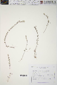 Vaccinium oxycoccos image