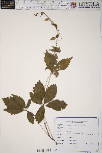 Parthenocissus inserta image