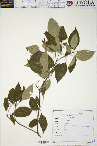 Cornus racemosa image