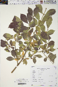 Euonymus alatus image