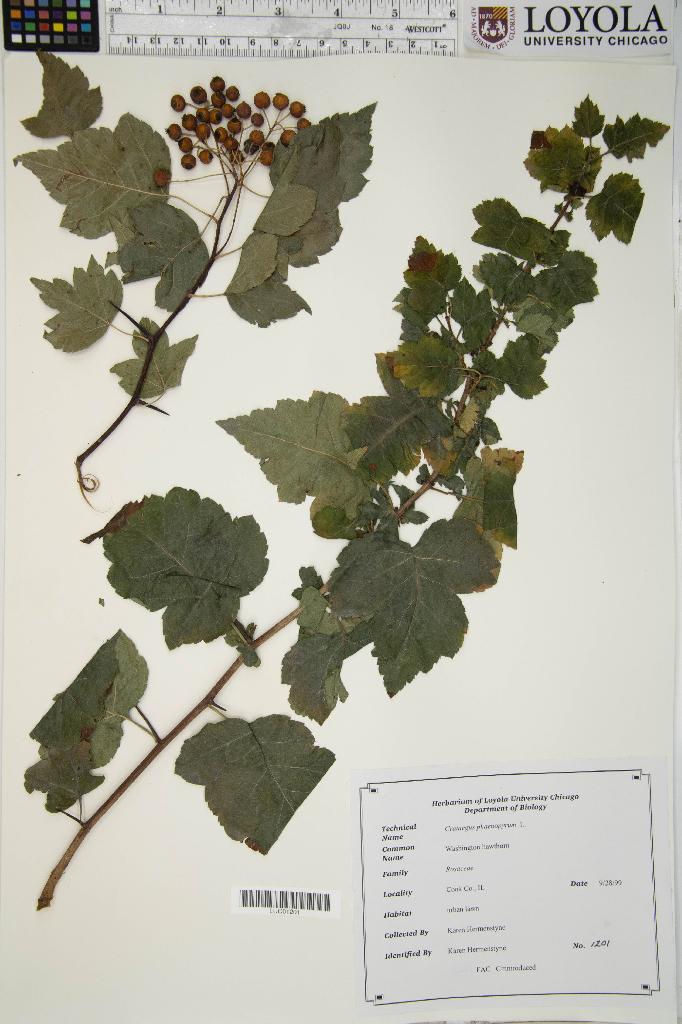 Crataegus phaenopyrum image