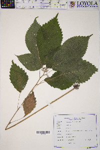 Laportea canadensis image