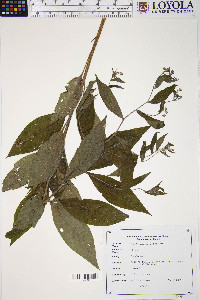 Hackelia virginiana image