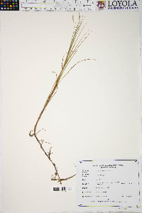 Carex chordorrhiza image