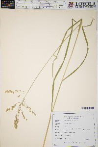 Glyceria canadensis image