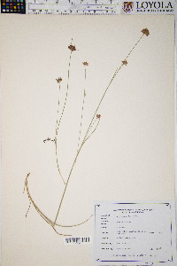 Rhynchospora alba image