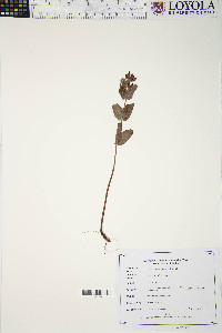 Triadenum virginicum image