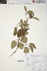 Cornus sericea subsp. sericea image