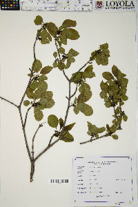 Rhamnus cathartica image