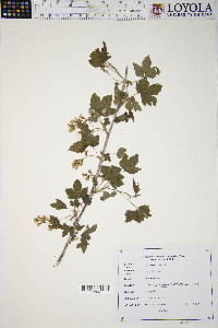 Ribes americanum image