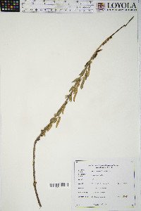 Salix amygdaloides image