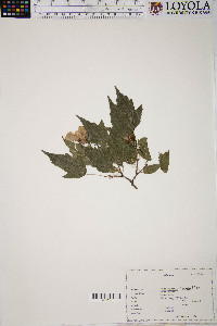 Acer ginnala image