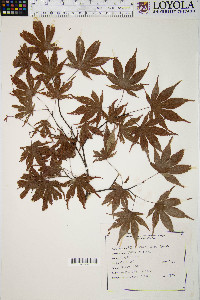 Acer palmatum image