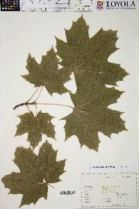 Acer platanoides image