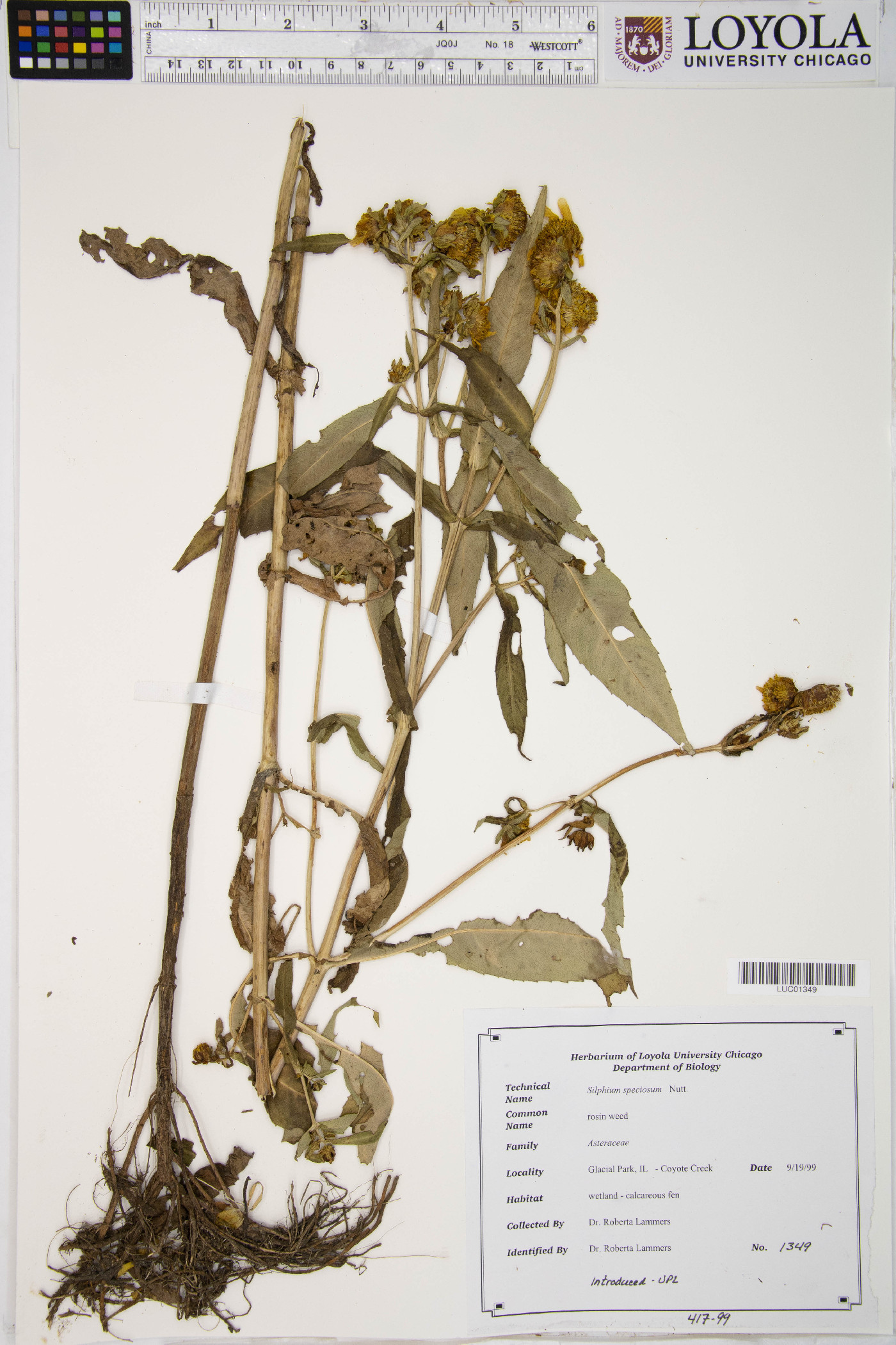 Silphium speciosum image