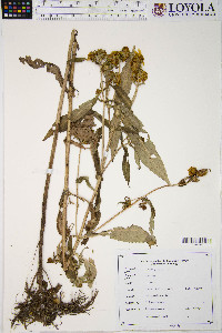 Silphium speciosum image