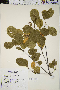 Frangula alnus image