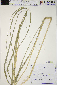 Spartina pectinata image