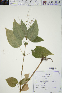 Circaea canadensis image