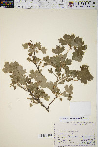 Ribes odoratum image