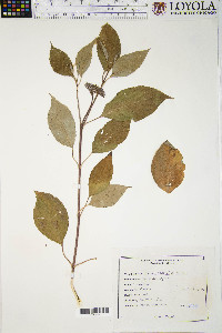 Cornus sericea subsp. sericea image