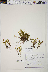 Rhizomnium magnifolium image