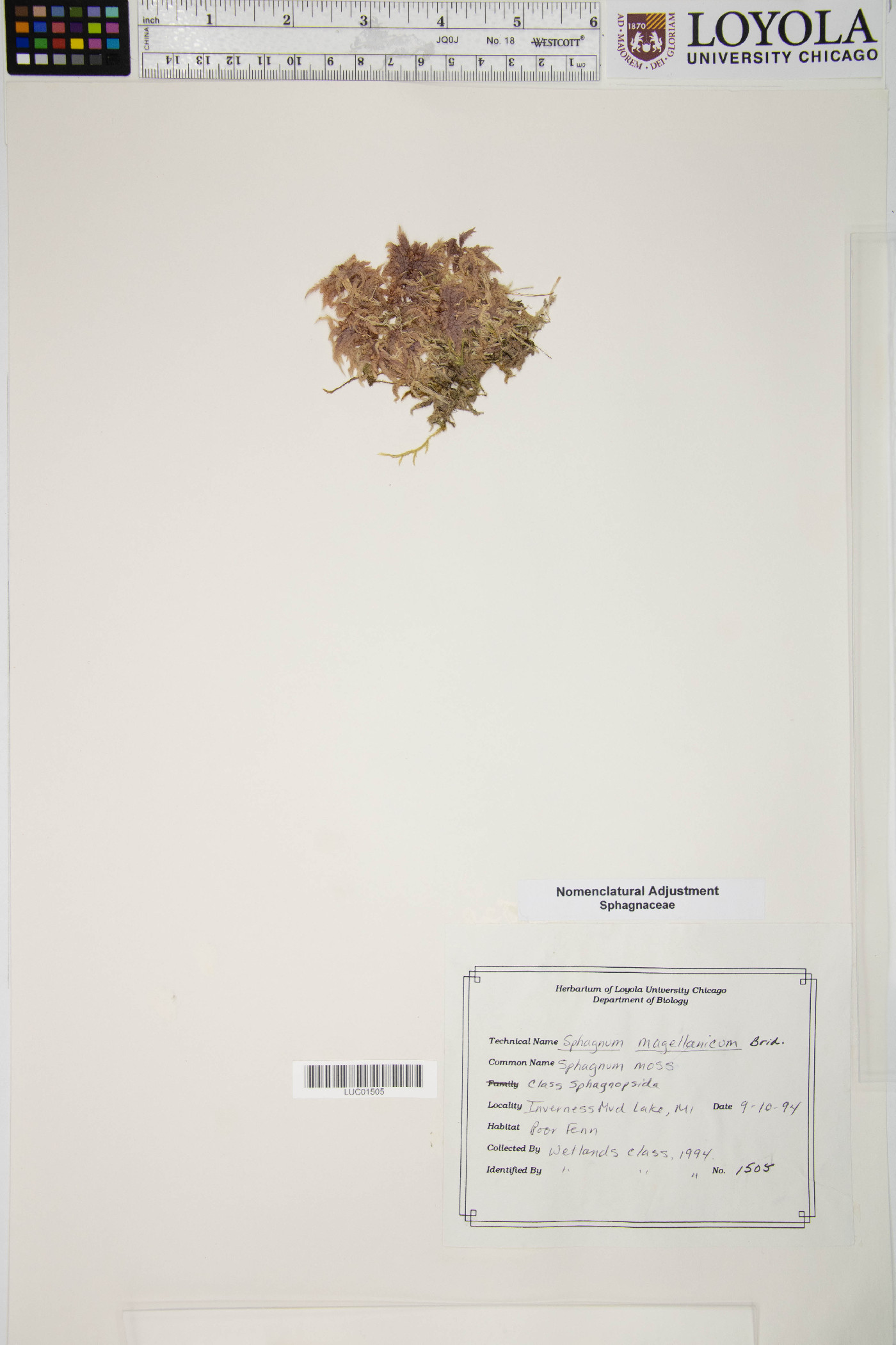 Sphagnum magellanicum image