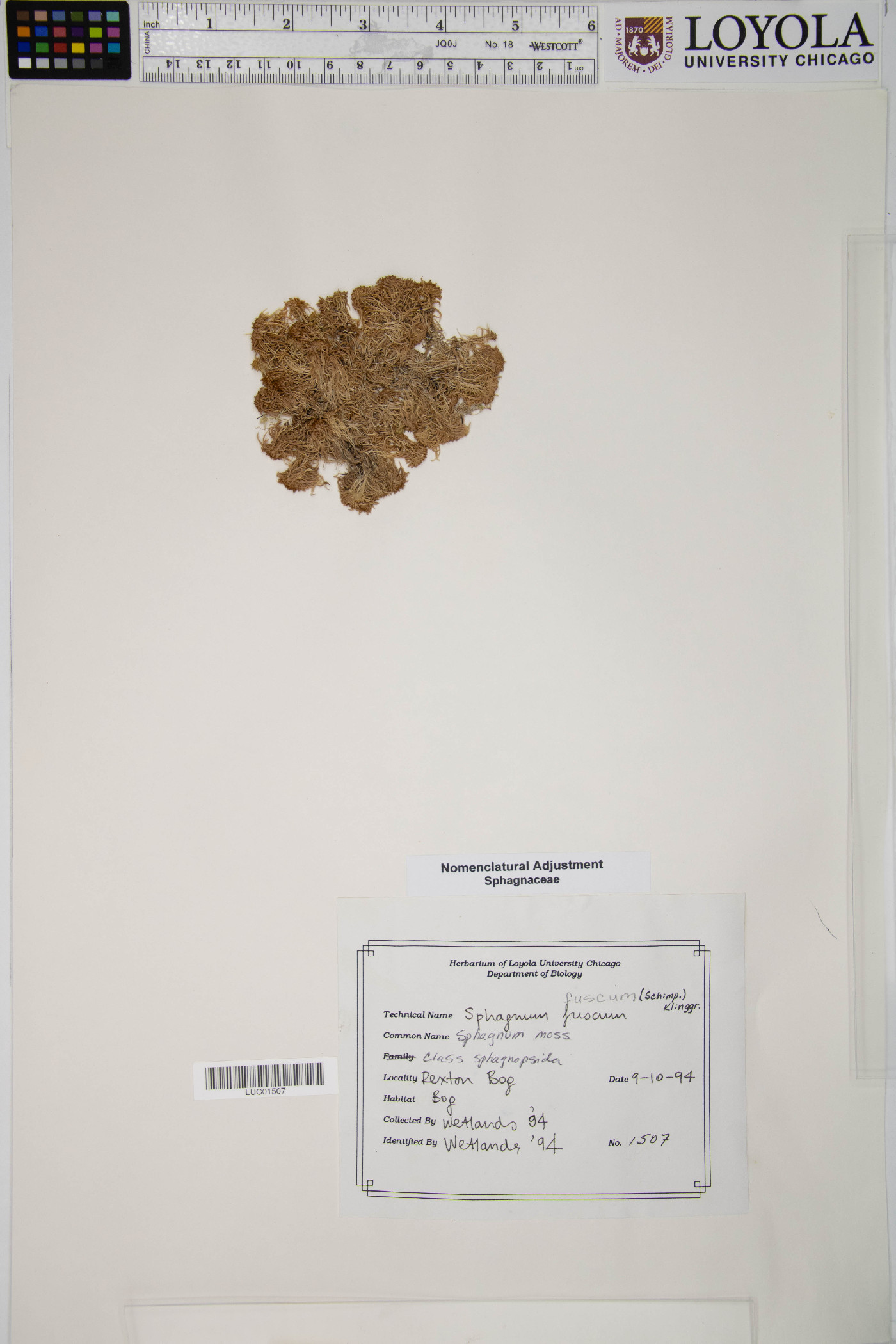 Sphagnaceae image