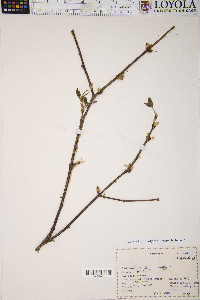 Staphylea trifolia image