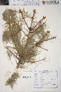 Picea glauca image