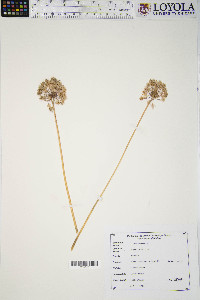 Allium cernuum image