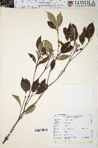 Cornus racemosa image