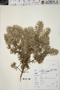 Abies balsamea image