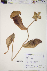 Sarracenia purpurea image