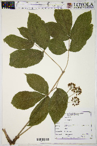 Aralia nudicaulis image