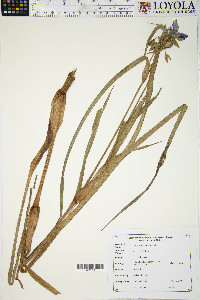 Tradescantia ohiensis image