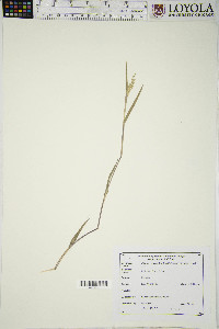 Dichanthelium scribnerianum image