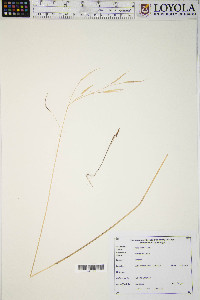 Hesperostipa spartea image