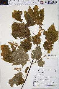 Acer spicatum image