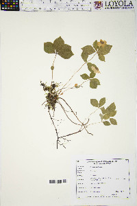 Cornus canadensis image