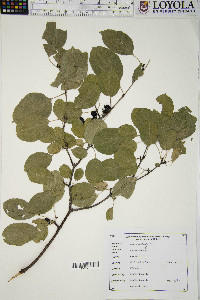 Rhamnus cathartica image