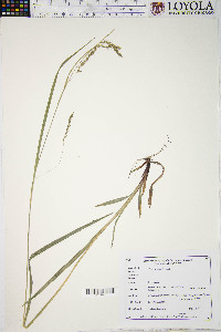 Carex arctata image